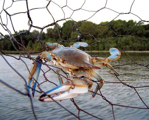 A Chesapeake Bay Blue Crab