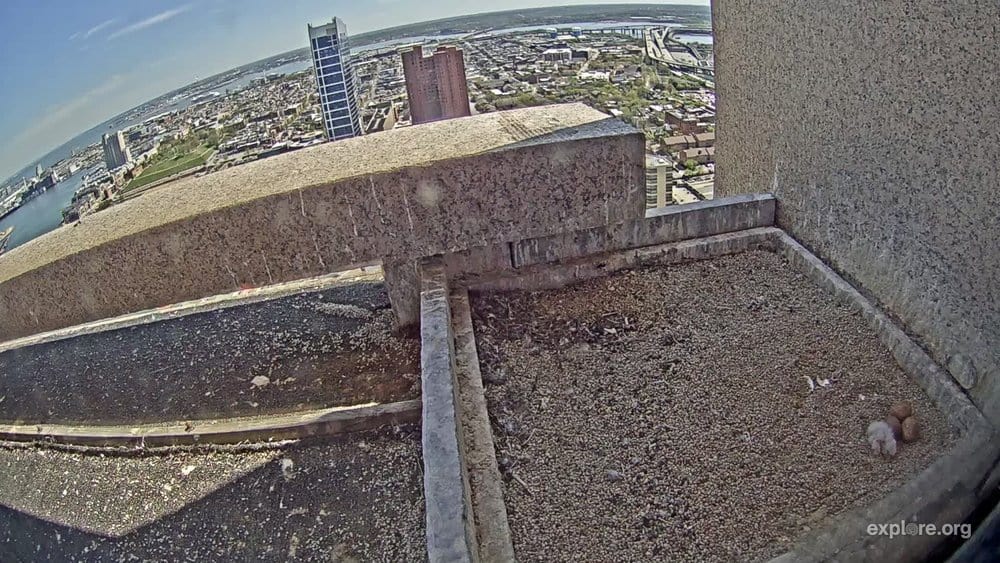  Video snapshot of a new falcon chick (bottom right) above downtown Baltimore. Photo: Explore.org 