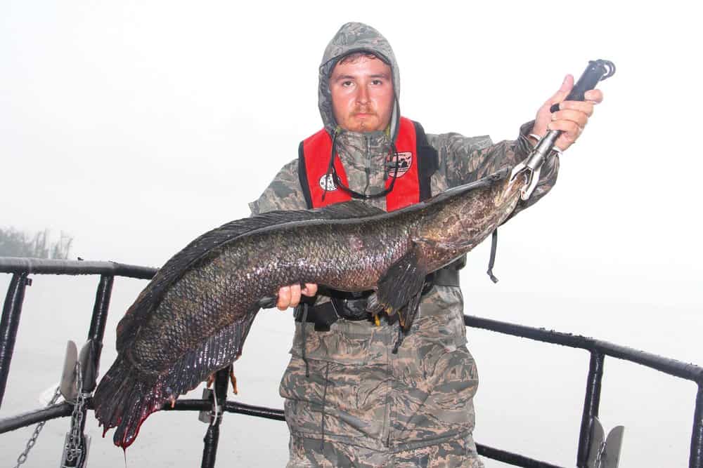 Rise of the Snakeheads  Chesapeake Bay Magazine