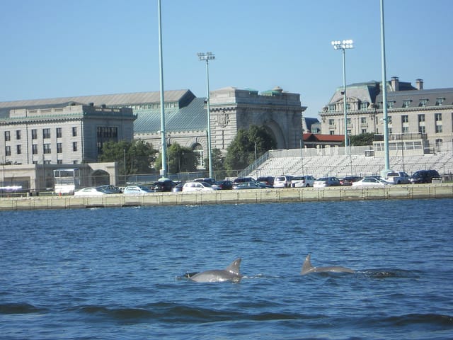  Dolphins near the Naval Academy seawall in 2016. Photo: John Agius/Maryland Fisheries Service DNR 