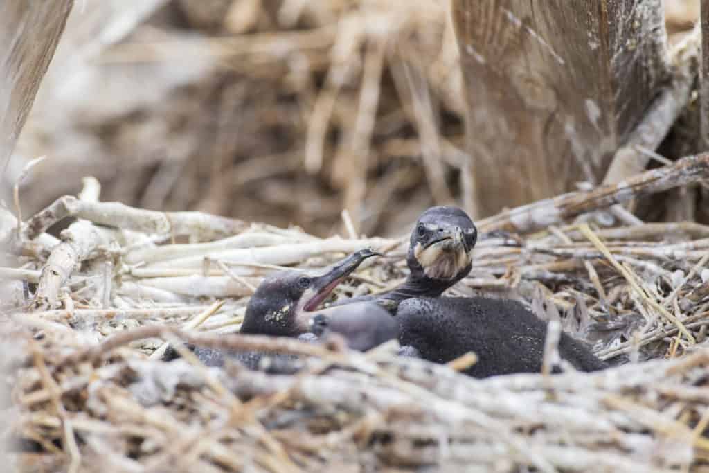 Cormorant chicks in  the nest
