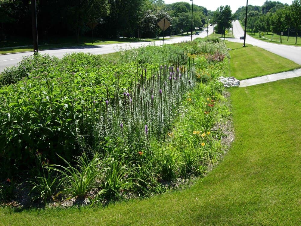  Bioswales are designed to capture and treat stormwater.  Photo by Aaron Volkening  