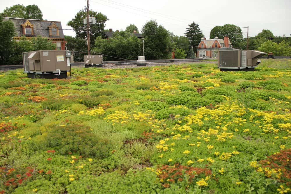  This green roof in Lancaster, Pa., is part of the town’s plan for reducing Chesapeake tributary pollution.  Photo by Steve Droter/Chesapeake Bay Program  