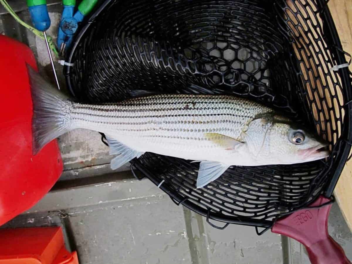 Md. Takes Action to Change Rockfish Size Limits Chesapeake Bay Magazine