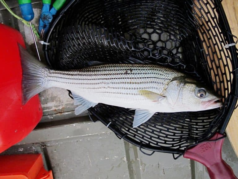 Md. Takes Action to Change Rockfish Size Limits Chesapeake Bay Magazine