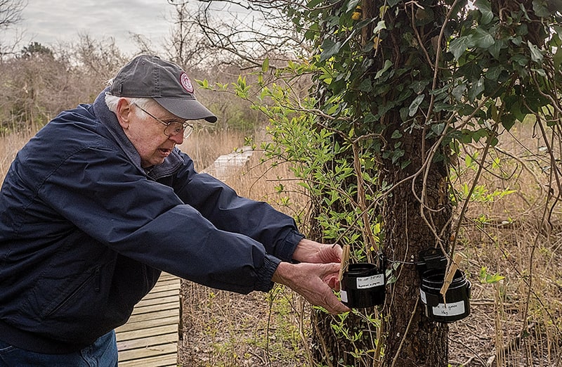  Ted Suman, a retired entomologist volunteering at the Horn Point Laboratory, regularly collects “ovicups” placed around the Cambridge campus to secure a fresh batch of mosquito eggs for use in the experiment once they hatch into larvae. (Photo: Dave Harp) 