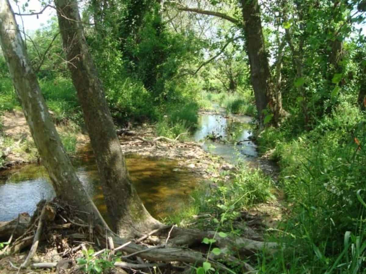 Herding Dogs Help Relocate Birds from Hampton Roads Construction ...