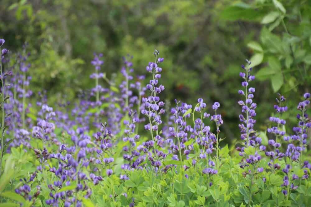  Wild blue indigo ( baptisia australis ) blooms in May in alluvial thickets, stream banks and sandy floodplains in the Chesapeake Bay watershed.  Photo by Kellen McCluskey  