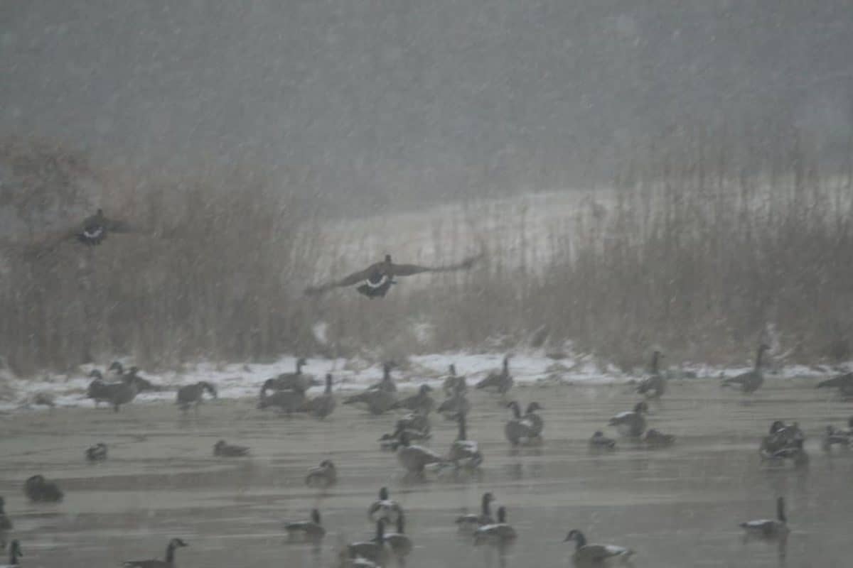 Wild Chesapeake Tougher Goose Hunting Limits Ahead Chesapeake Bay