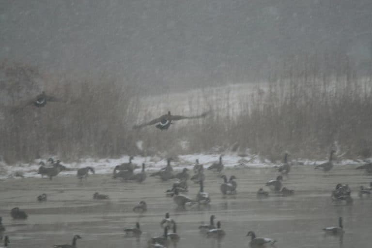 Wild Chesapeake Tougher Goose Hunting Limits Ahead Chesapeake Bay Magazine