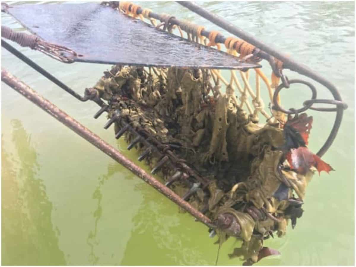 Bay Rockfish Survey Brings Bad News, Possible Fishing Bans Chesapeake