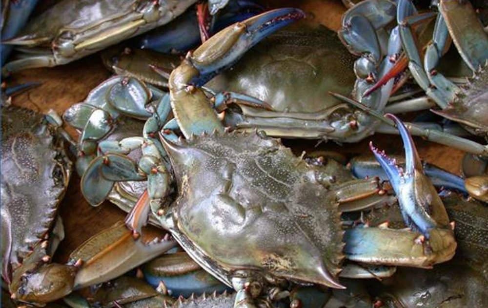 Scientists: Climate Change Could Help Bay Crabs Thrive