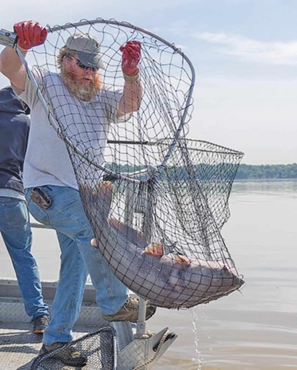 Invasive Blue Catfish Spreads Further into Va. Rivers Chesapeake Bay