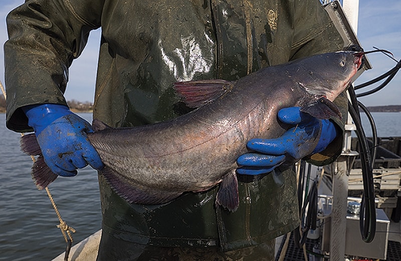 Prohibitive Fishing Regulations for Invasive Blue Catfish May Ease