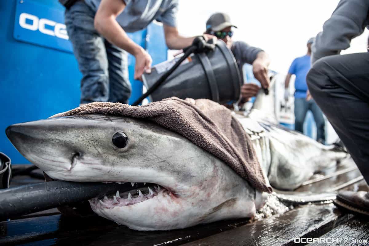 1,200-pound great white shark is swimming off the coast of South Carolina