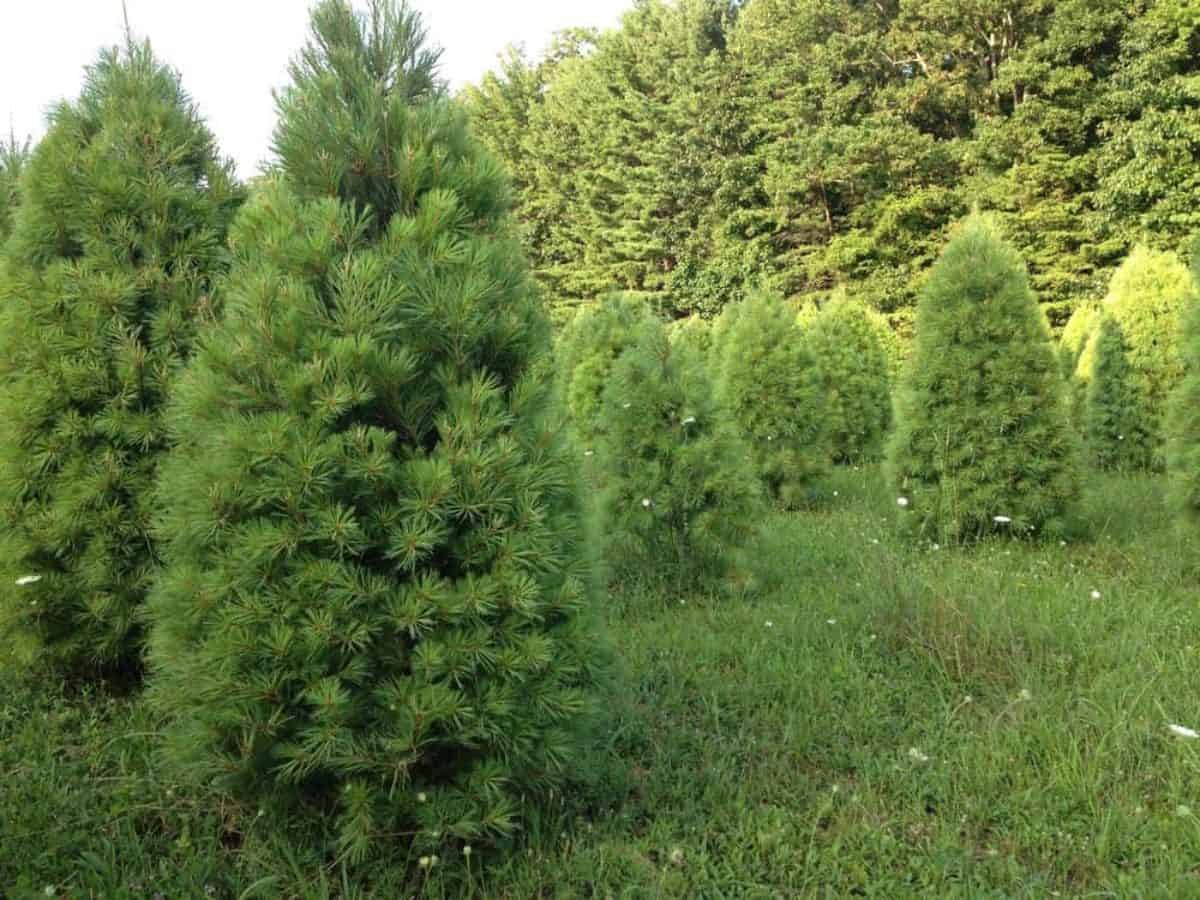 CBF Buying a Real Tree is Better for the Environment than Artificial
