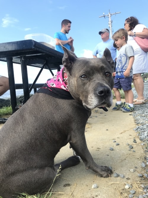  Diamond the dog, who originally spotted the terrapin nest last Fourth of July, came back for their release. Photo: Natalie Jones 