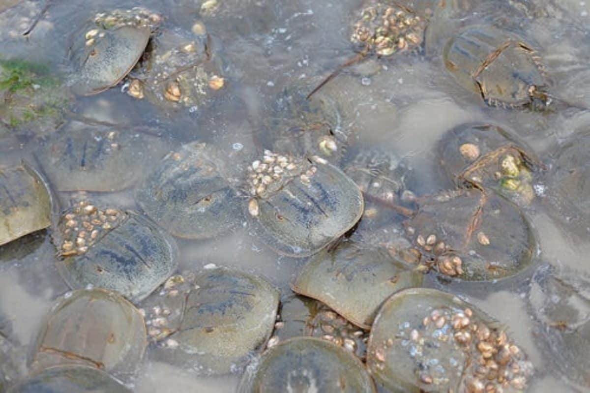 Prime Time for Horseshoe Crab Spotting Chesapeake Bay Magazine