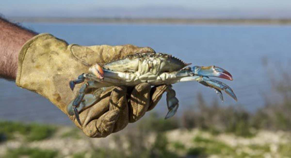 Invasive Blue Crab a Menace in Spain Chesapeake Bay Magazine