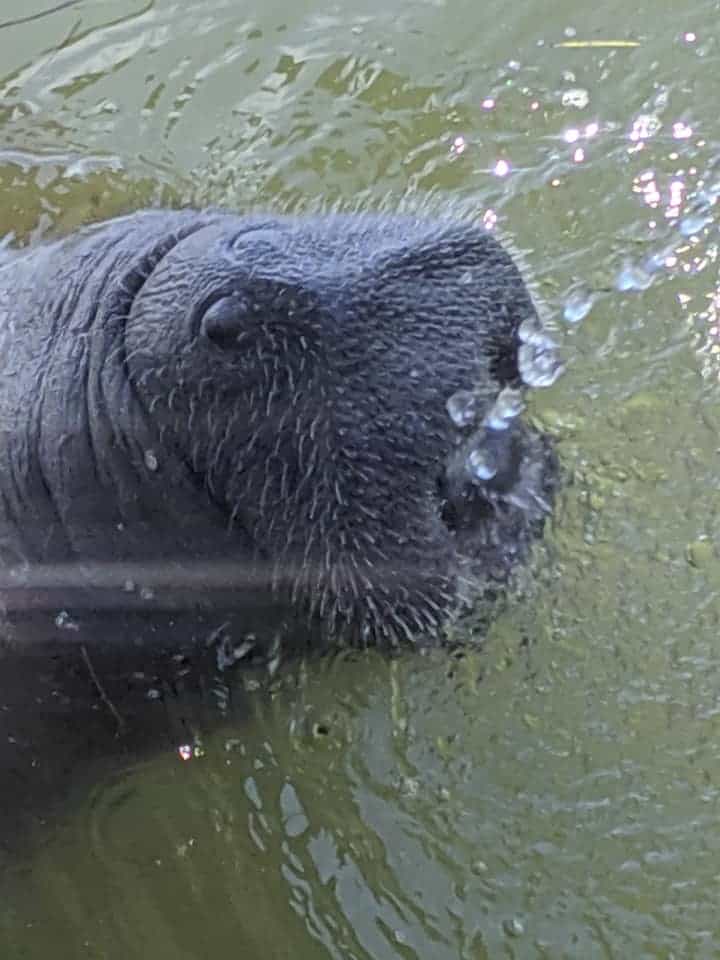 VIDEO: Manatee, Whale Caught on Camera in Ocean City | Chesapeake Bay