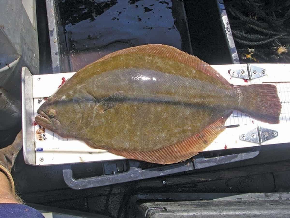 Feds' Flounder Ruling Calls Bay Catch Limits into Question Chesapeake