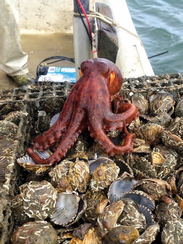  An octopus can wipe out an entire cage of bay scallops, which are vulnerable to all kinds of predators. (Photo: Virginia Institute of Marine Science)  