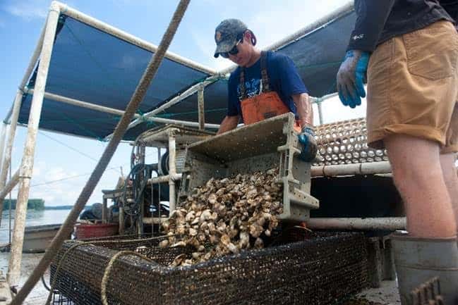  Orchard Point Oyster Company's Scott Budden 