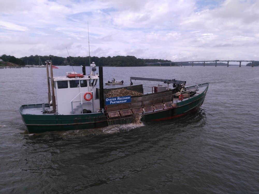  The  Robert Lee  loaded with 11 million juvenile oysters 