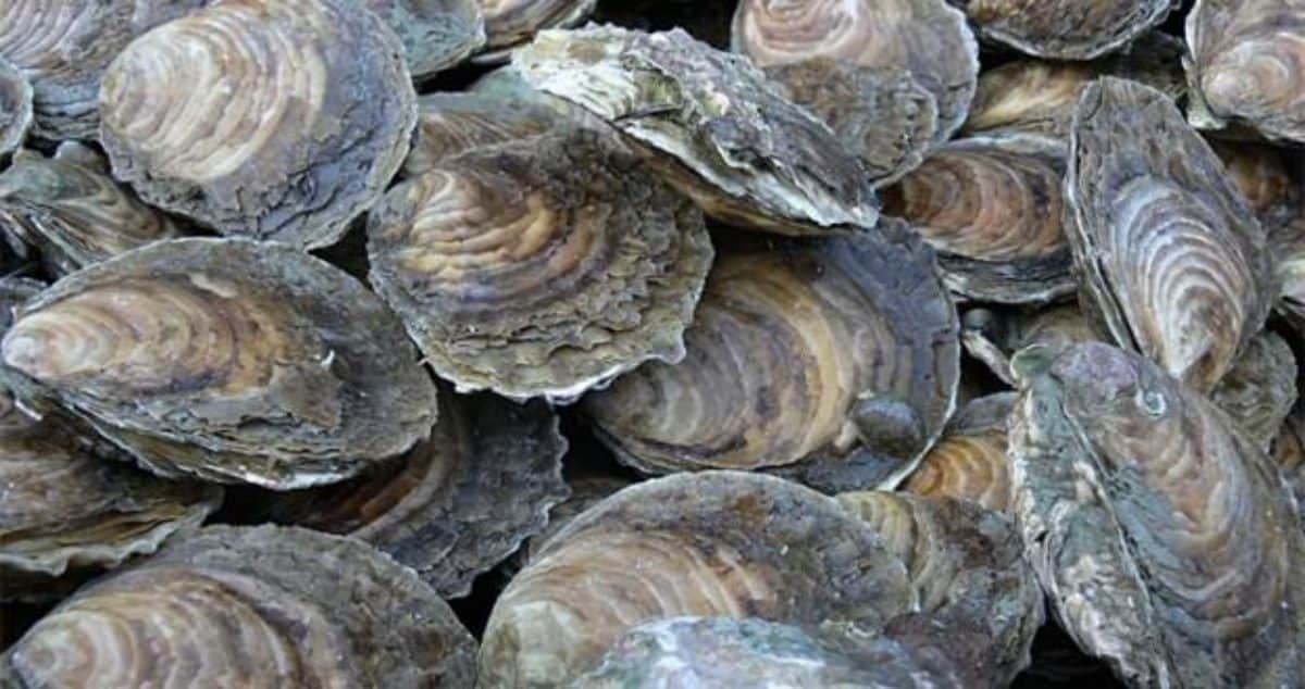 Kent Narrows Opens to Oyster & Clam Harvesting for Rest of Season