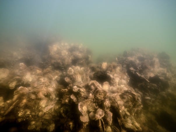  The assessment found harvest rates exceeded sustainable levels in 19 of 36 areas of the Bay and its tributaries, but below those thresholds in the other areas. Photo: Dave Harp 