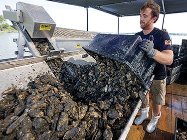  Patrick Hudson of True Chesapeake Oysters unloads some of the shellfish his company raises in cages on the bottom of St. Jerome Creek in St. Mary’s County. MD. Photo: Dave Harp 