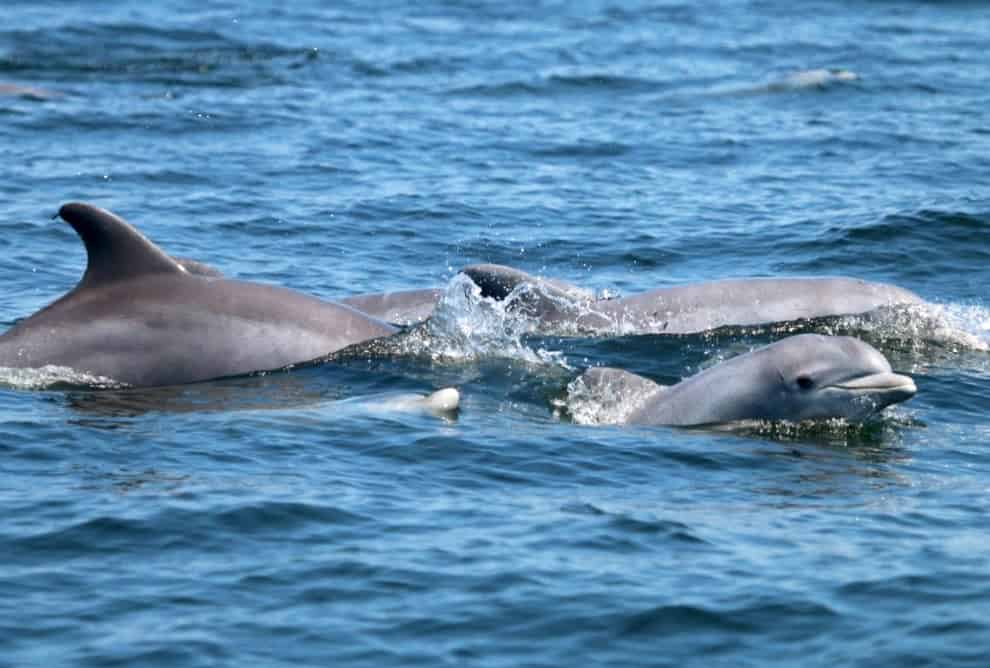  Bottlenose dolphins and their calves in the Potomac River. Photo: NMFS PERMIT NO. 19403 