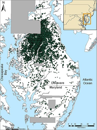   This map shows the Delmarva Peninsula, with green dots indicating the locations of individual “Delmarva pothole” wetlands that were identified using lasers from airplanes (Light Detection and Ranging or LiDAR imagery). Gray areas on the map represent zones where LiDAR data were not available.(“Distribution, Morphometry, and Land Use of Delmarva Bays,” by D. E. Fenstermacher and colleagues published in the journal Wetlands on October 8, 2014)  