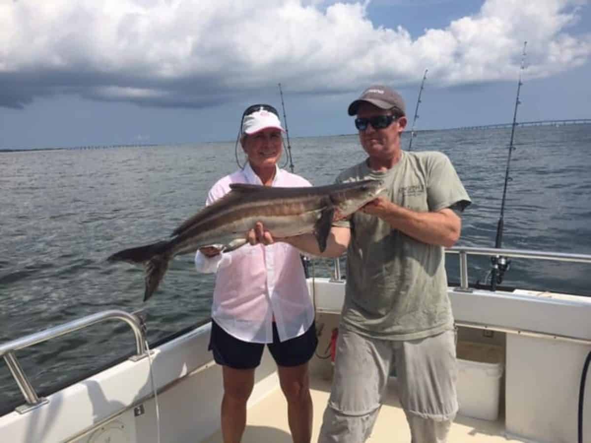 Wild Chesapeake Cobia Catch Changes & Record Rockfish Tournament