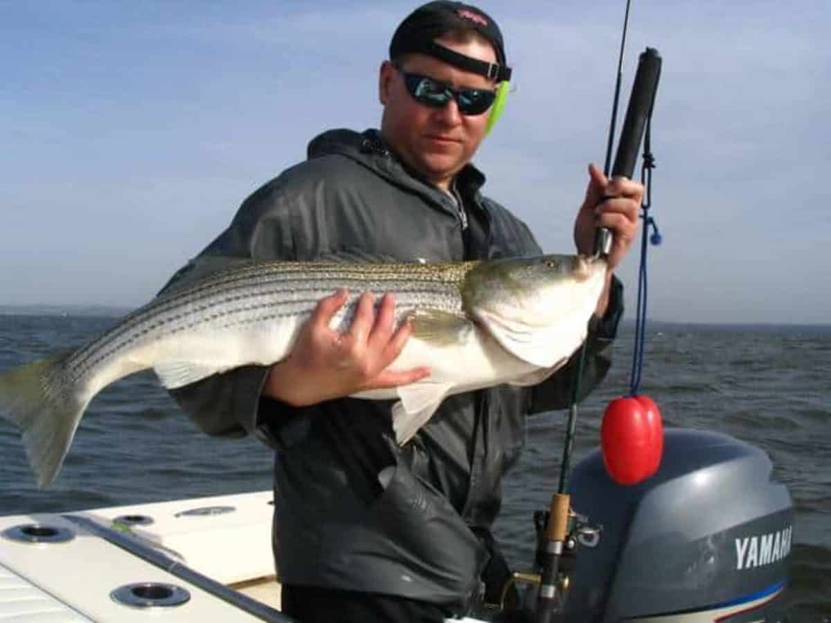 Wild Chesapeake Should Virginia Cut Rockfish Harvest? Chesapeake Bay Magazine