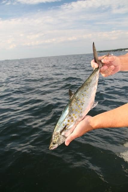  Spanish mackerel fishing is good in both Virginia and Maryland waters right now. (Photo by Chris D. Dollar) 