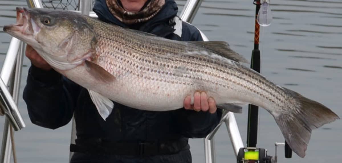 Wild Chesapeake What New Rockfish Limits Could Look Like Chesapeake Bay Magazine