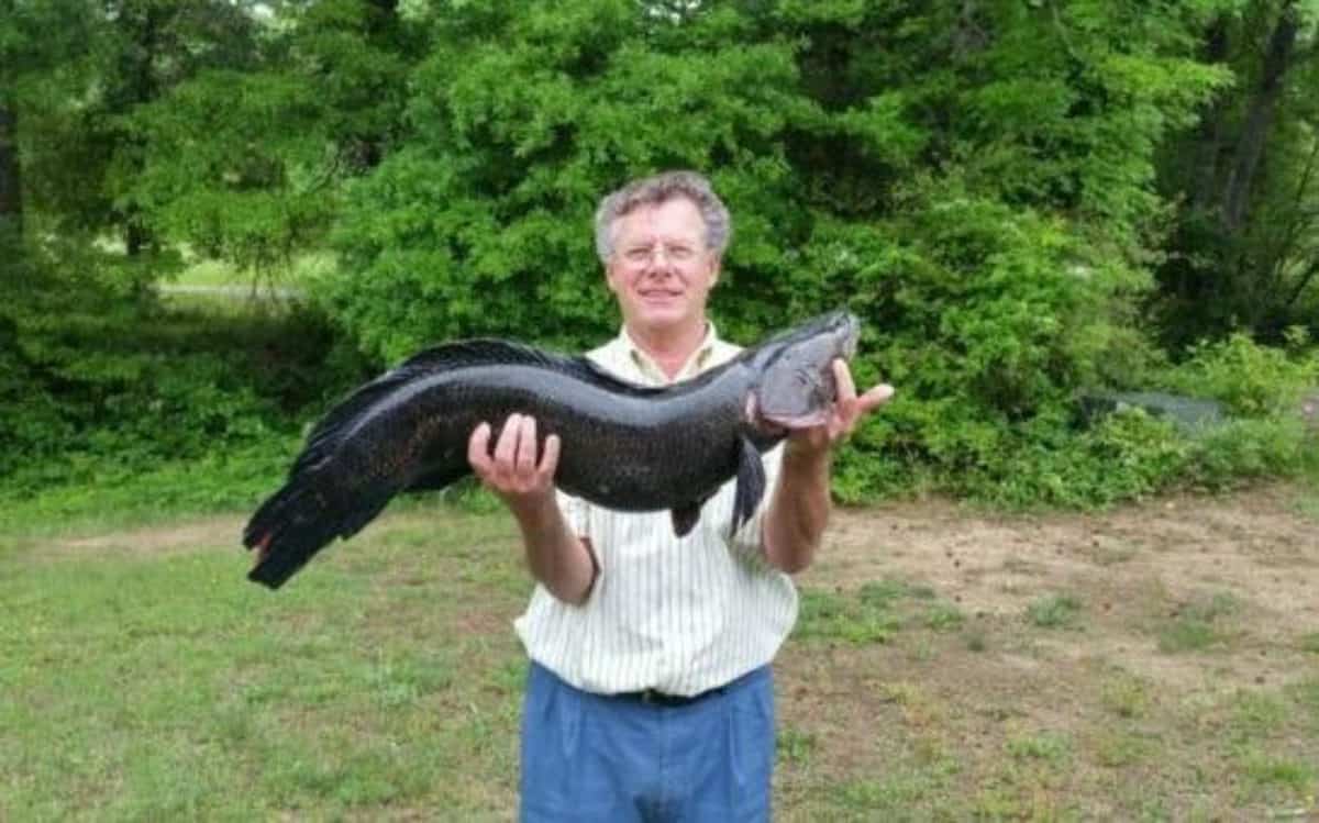 Wild Chesapeake Va. Man Sets New Snakehead World Record Chesapeake