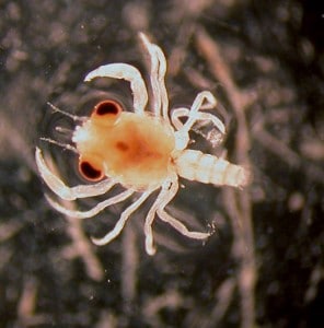 Sea Lice Cases Hit Virginia Beach