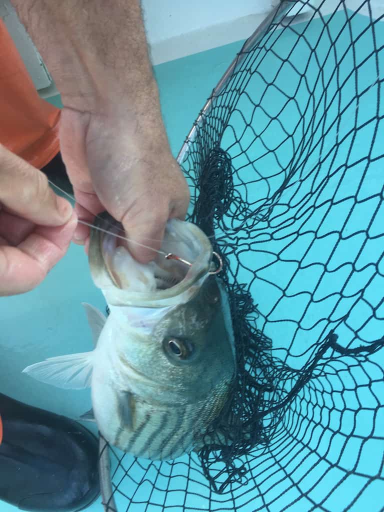 Wild Chesapeake: New Striped Bass Advisories Help Save Catch