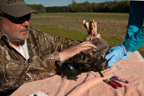  Photo: Center for Conservation Biology/Bryan Watts 