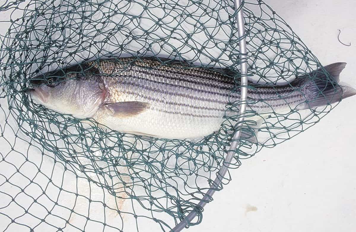 Striped Bass Catch Limit Options Have Your Say Chesapeake Bay Magazine