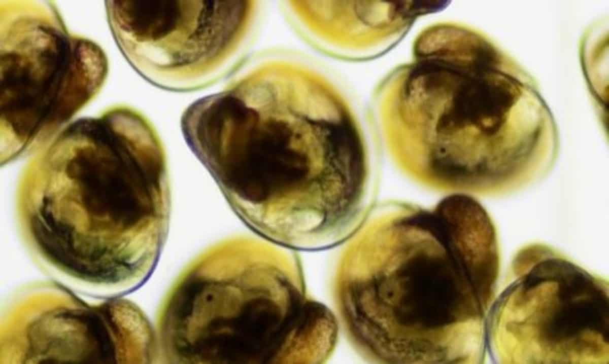 VIMS Scientist to Breed Oysters of the Future Chesapeake Bay Magazine