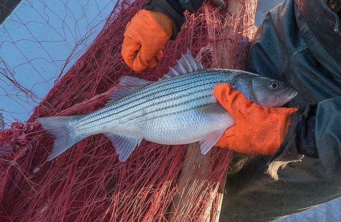 One Rockfish per Day: Va. Lowers Striped Bass Limits