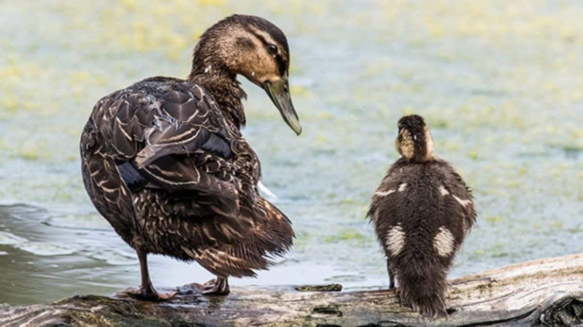 Paddle the Susquehanna with New Guide site Chesapeake Bay Magazine