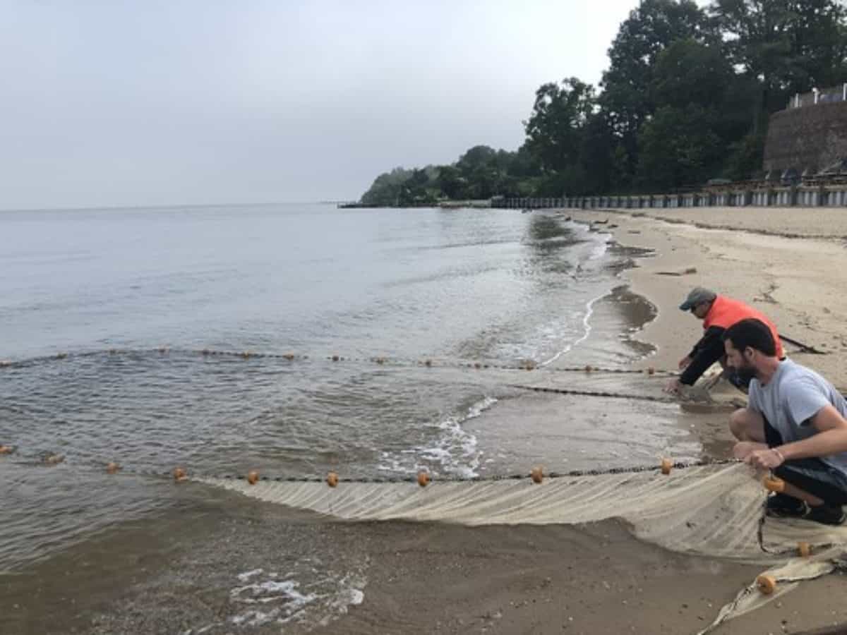 Md. Striped Bass Spawning 70 Below Average, Va. Numbers Stable