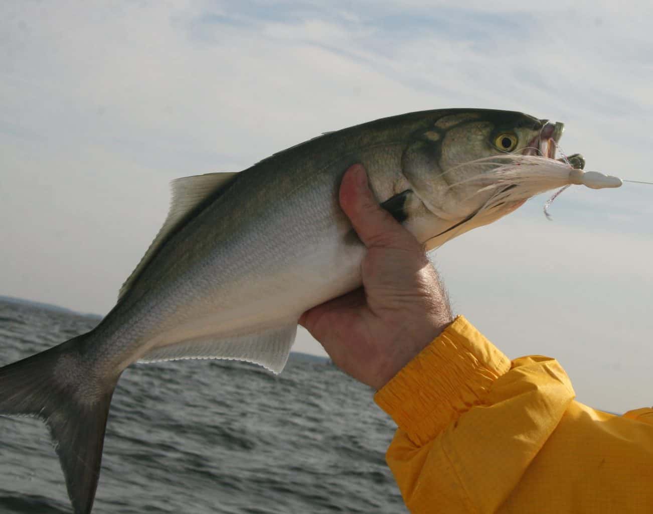 Cuts Coming to Bluefish Recreational Fishing Limits Chesapeake Bay