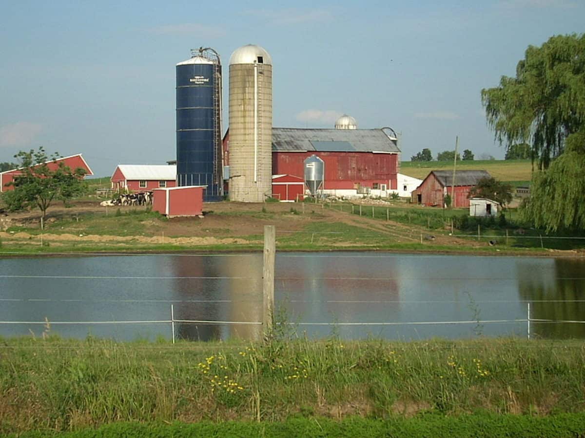 Bay Rockfish Survey Brings Bad News, Possible Fishing Bans Chesapeake