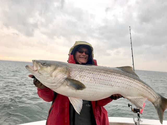 Possible World Record Rockfish Caught off Cape Charles