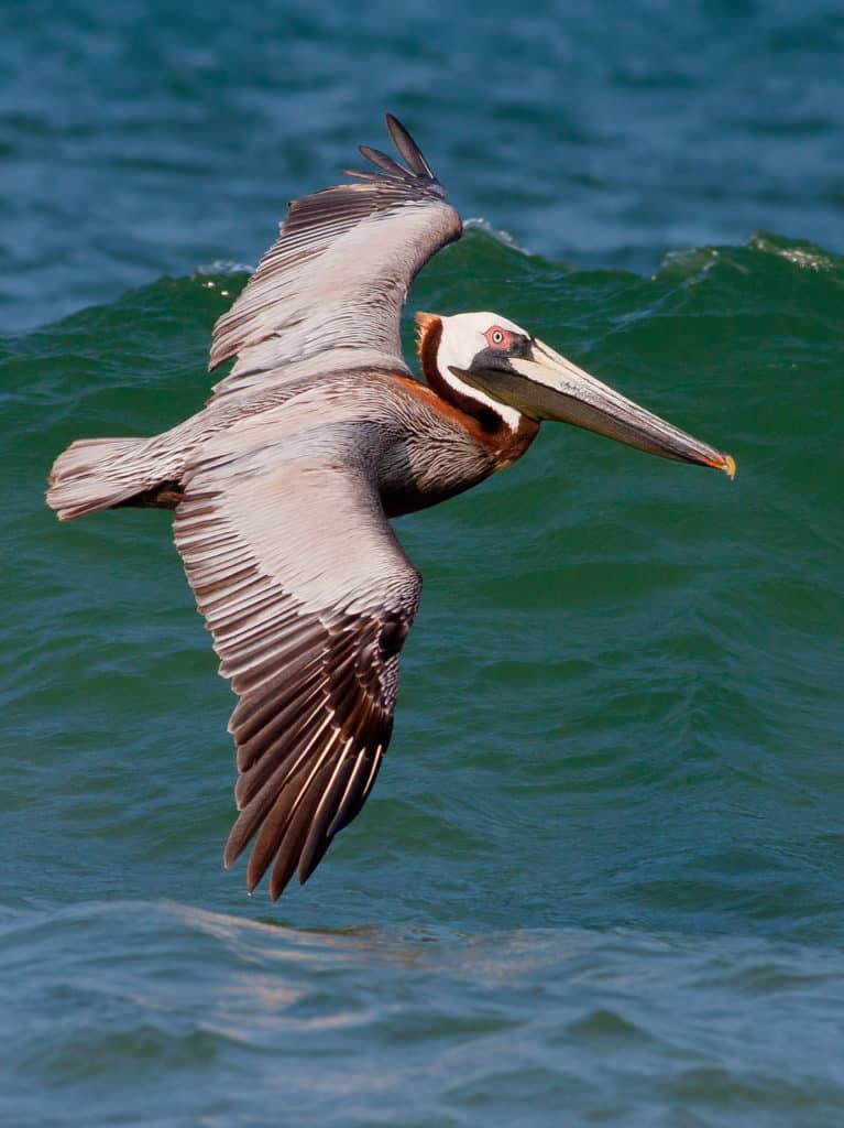 Winter Wildlife Takes Spotlight in Va. Beach Chesapeake Bay Magazine